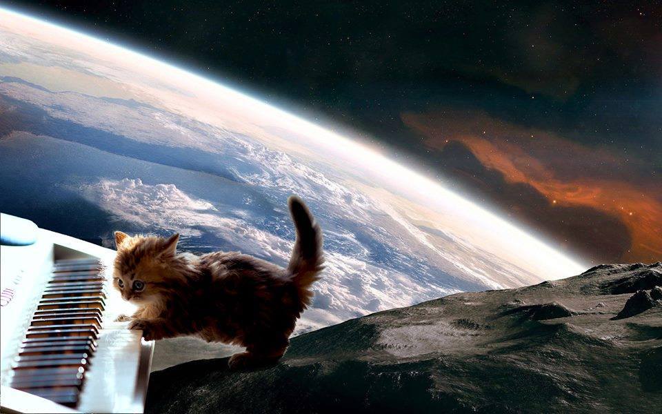 another cat in space